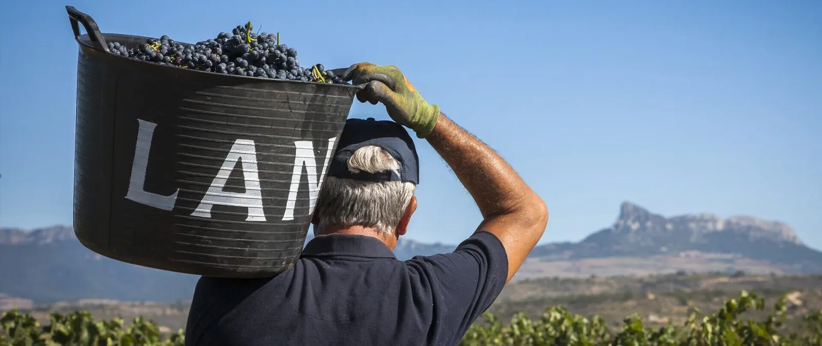 Bodegas LAN - viinitilan kuva