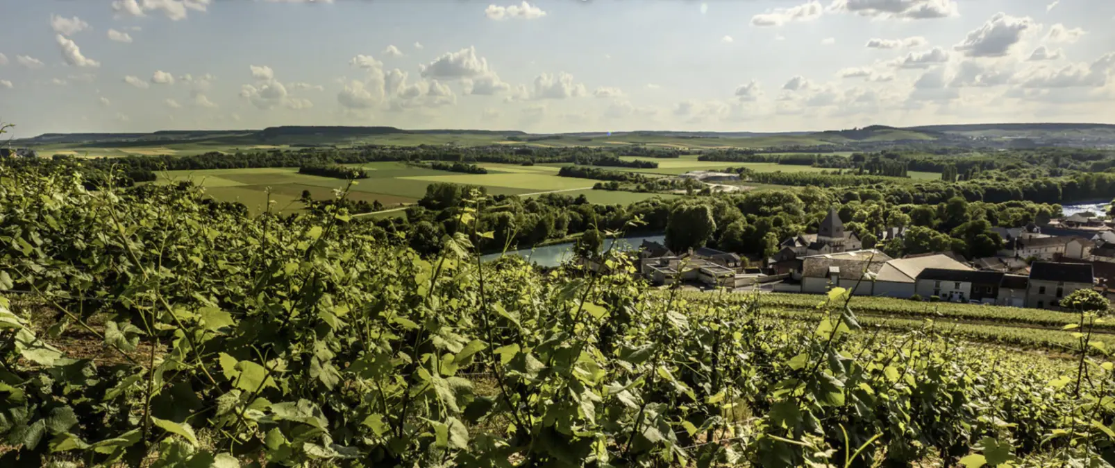 Billecart-Salmon - viinitilan kuva